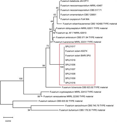 Genome-wide association study to identify novel loci and genes for Fusarium root rot resistance in sweet potato using genotyping-by-sequencing